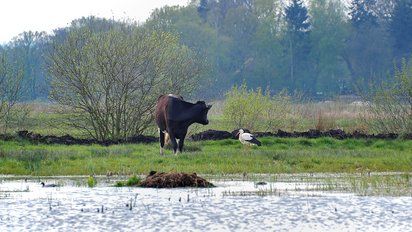 Moor Landwirtschaft