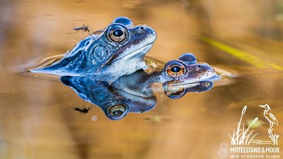 Blaue Frösche im Moor