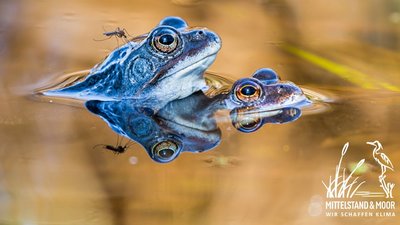 Blaue Frösche im Moor